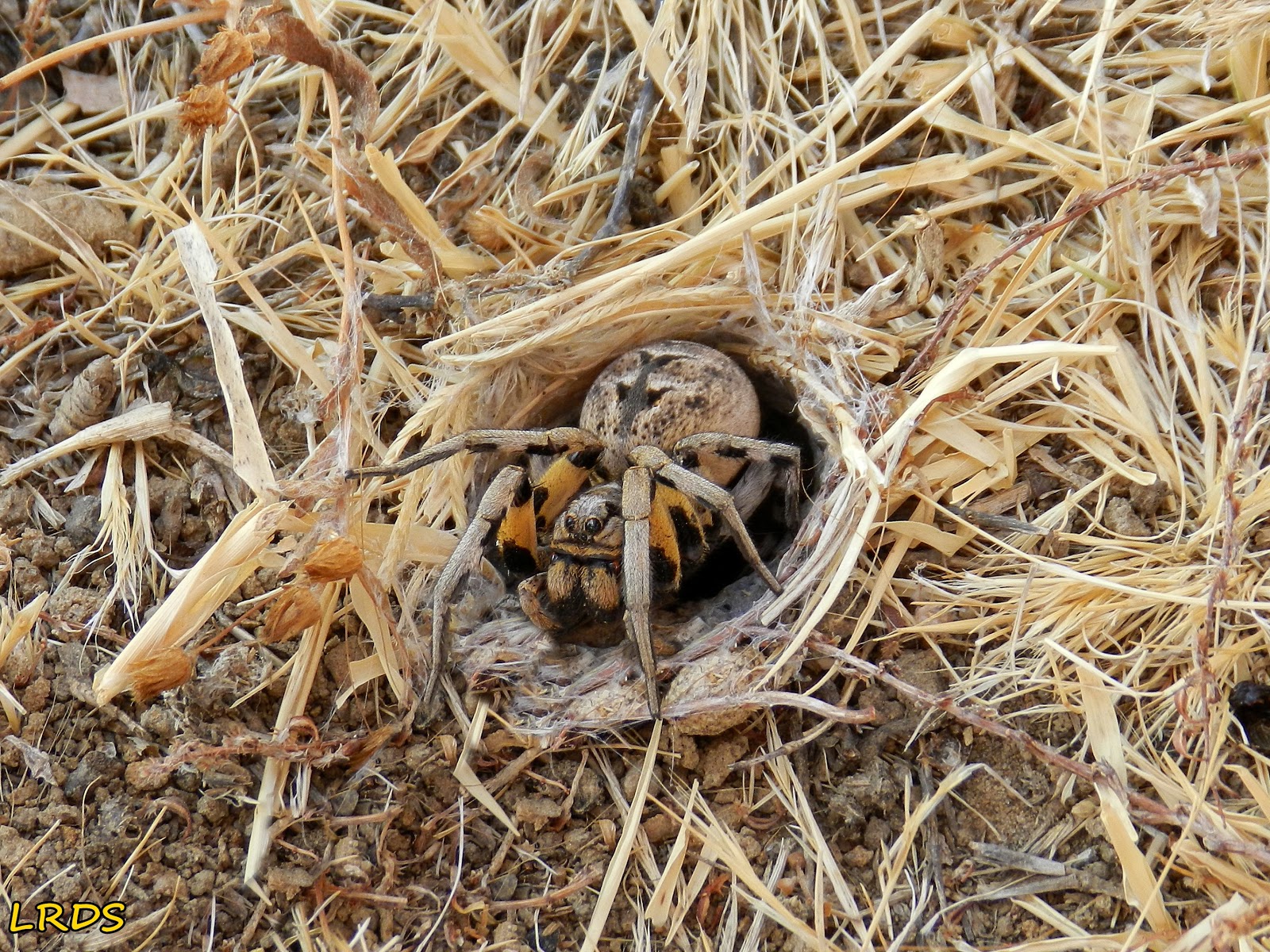 La Retama del Sur: " Bajo las rocas I " (Identificación aracnido)