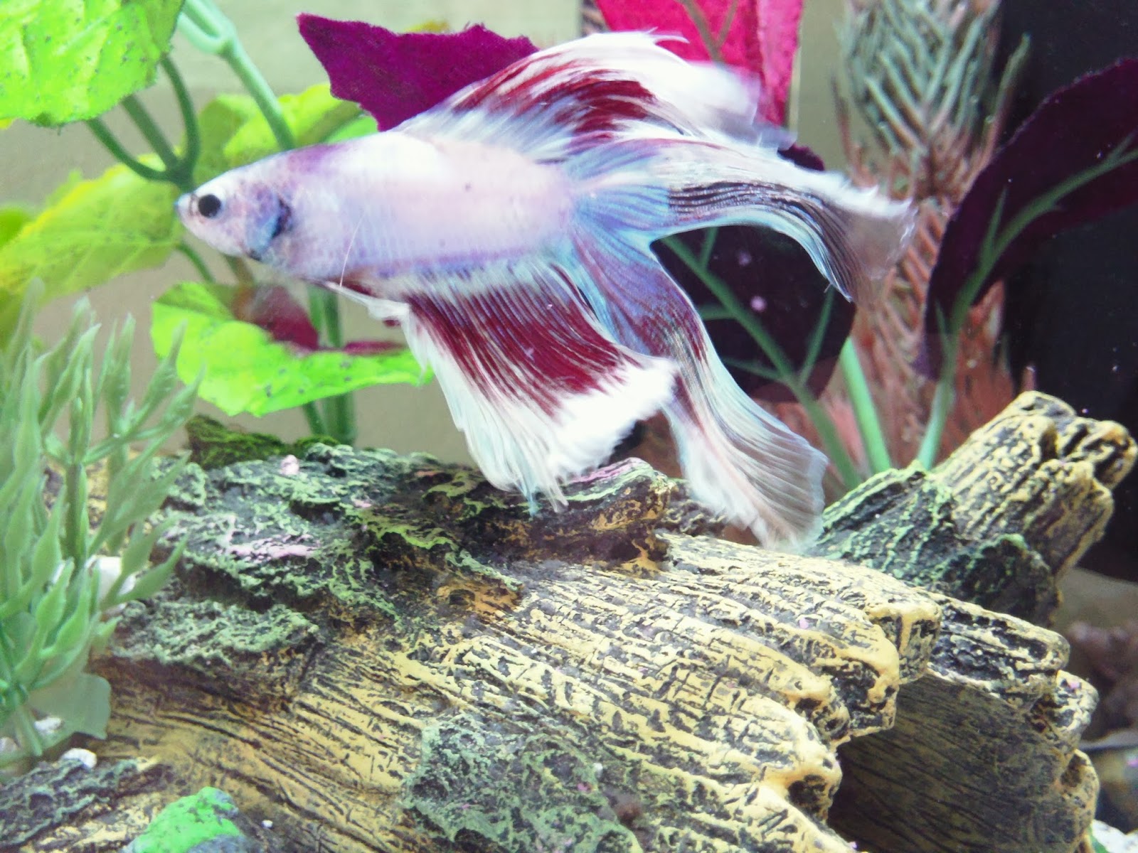 Disproving Betta Fish Myths: Proper Betta Care | What's the Howl?
