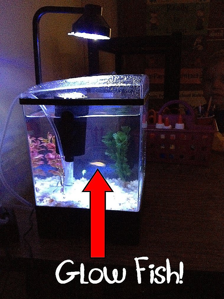 My Fish Tank!