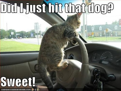 funny cats with words. funny cats and dogs with