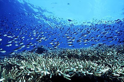 Foto Pemandangan Bawah Laut Terindah 2013