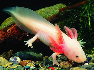 Axolotl Animal Pictures