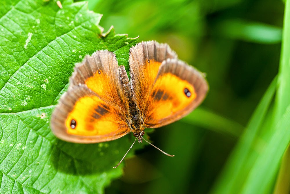 Butterflies of Milton Keynes Views from an urban lake