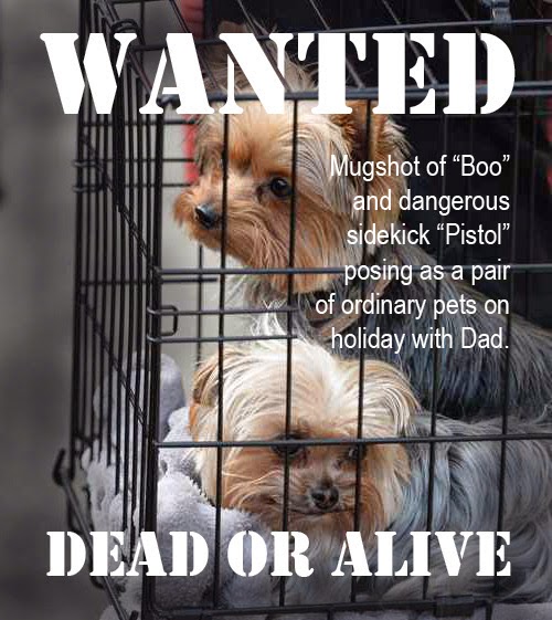 Depp's outback outlaws Pistol and Boo