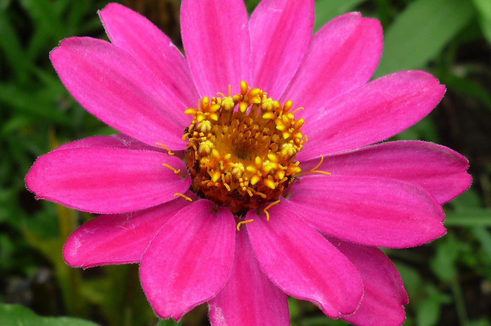 Vermont backyard flowers, and critters in July. South Burlington