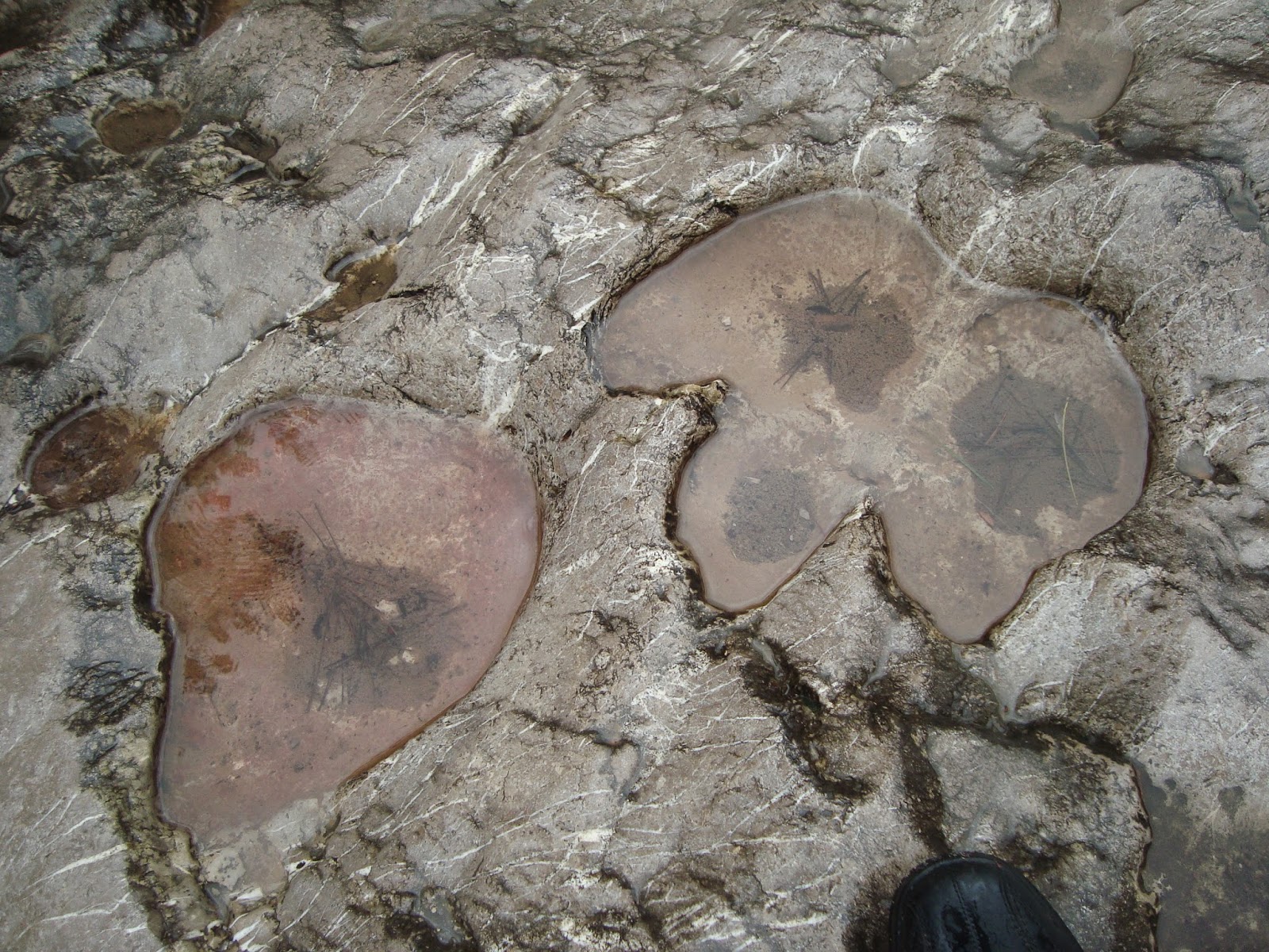 Costumbres y paisajes HUELLAS FÓSILES DE MEGAFAUNA