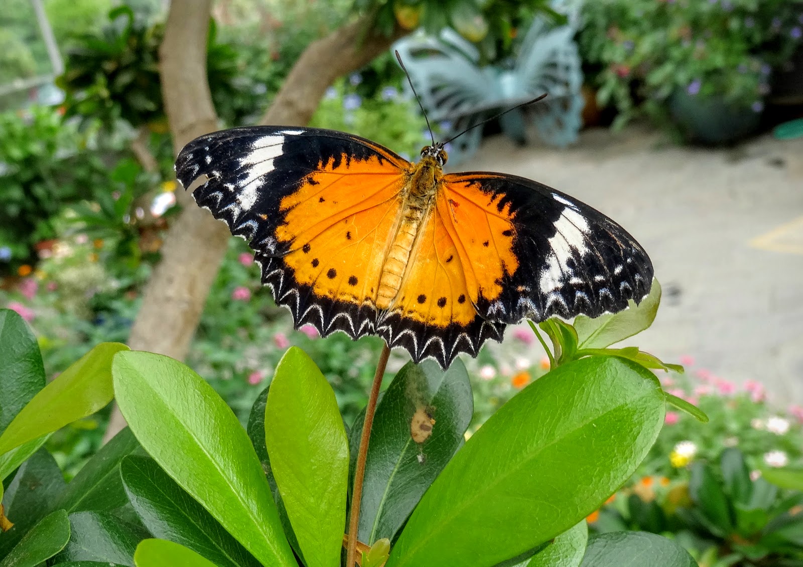 Love, Joy and Peas Brookside Gardens' Wings of Fancy Butterfly Exhibit