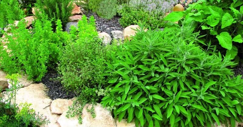 ARTE Y JARDINERÍA : PLANTAS AROMÁTICAS. COMO DISEÑAR UN JARDIN