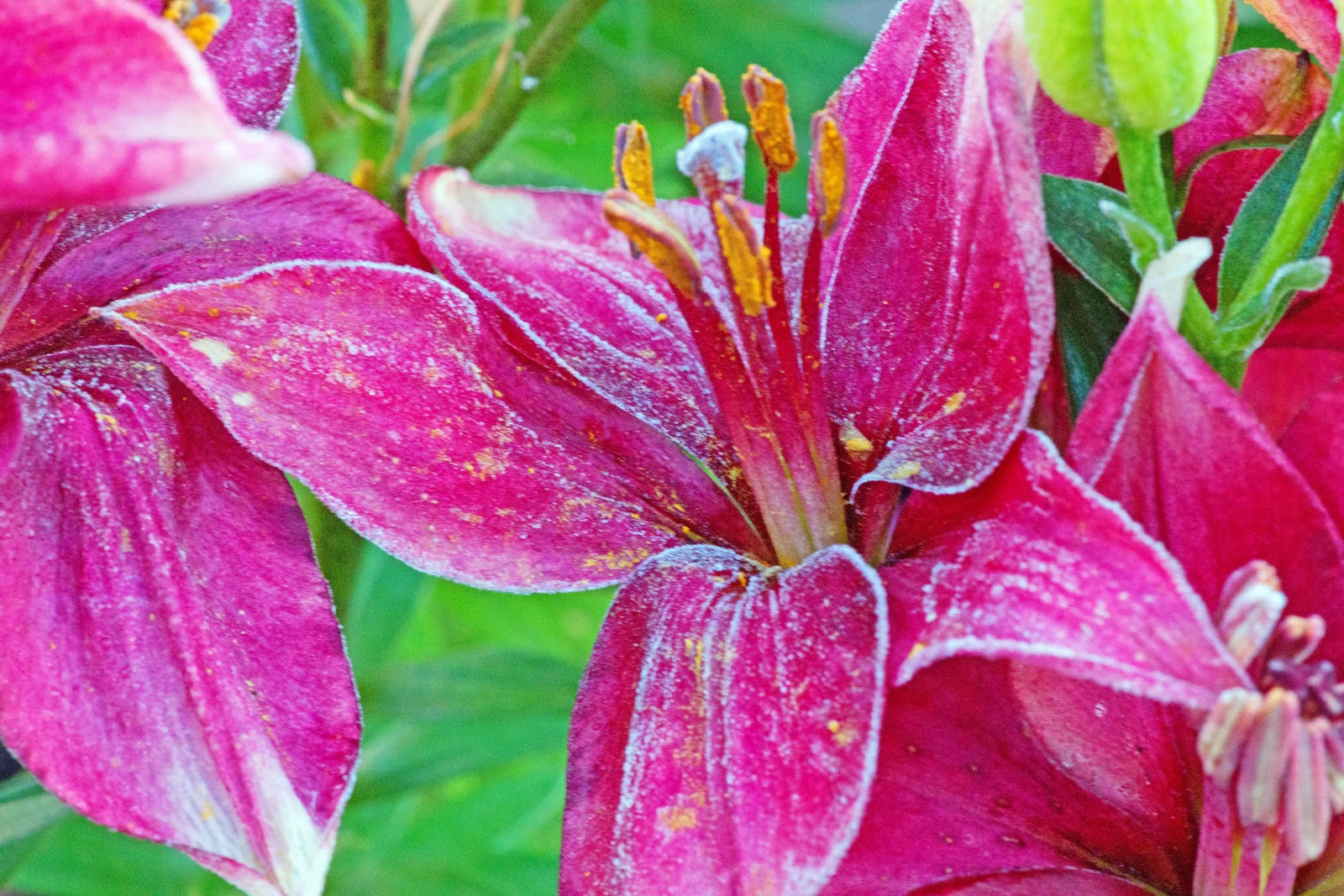 Images by Susan Winter Flowering Lilies