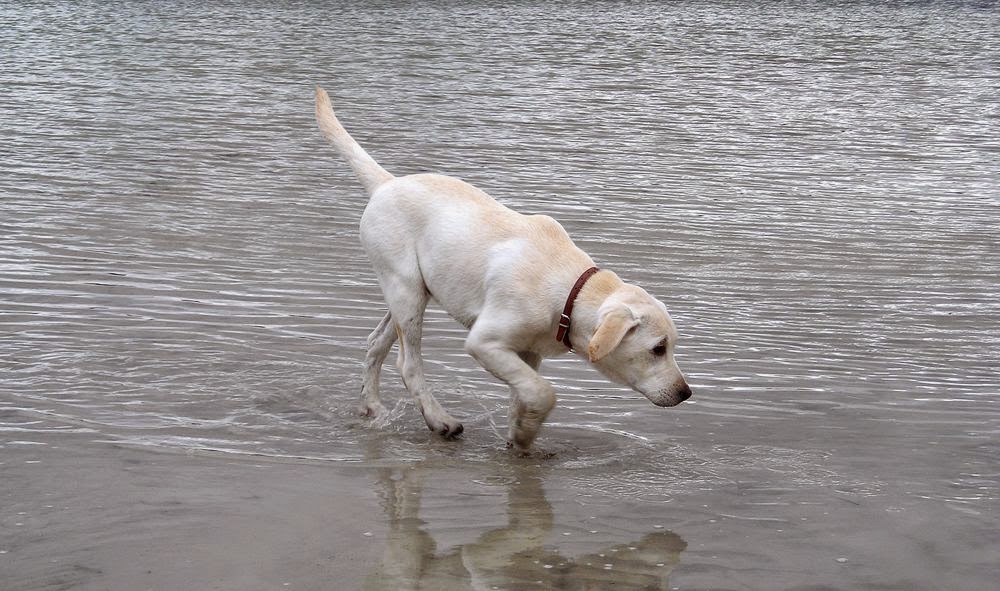 Foto pasja It's a miracle he walks on water