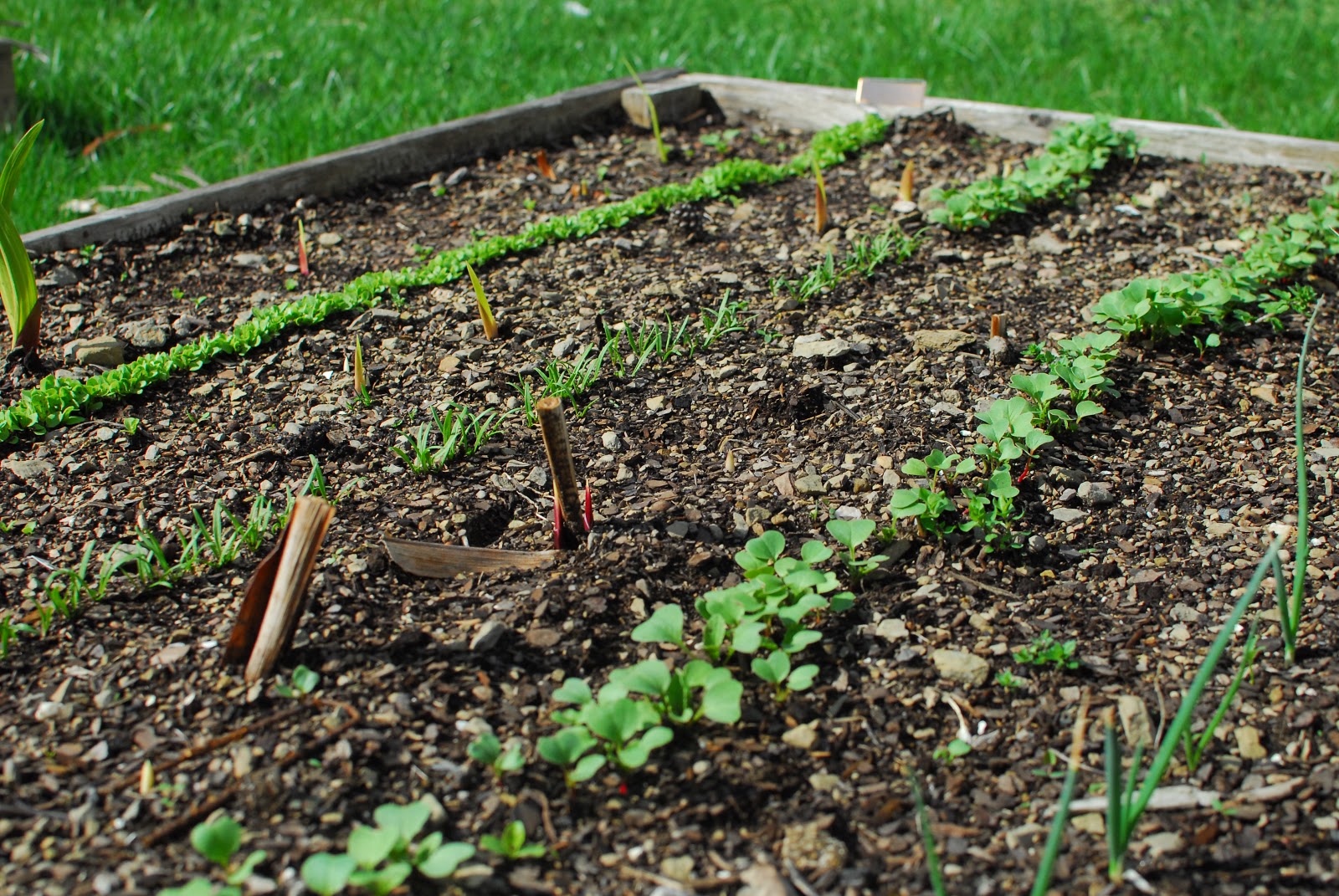 CRAFT & CONSUMPTION CRAFT 2013 Vegetable Garden early Spring