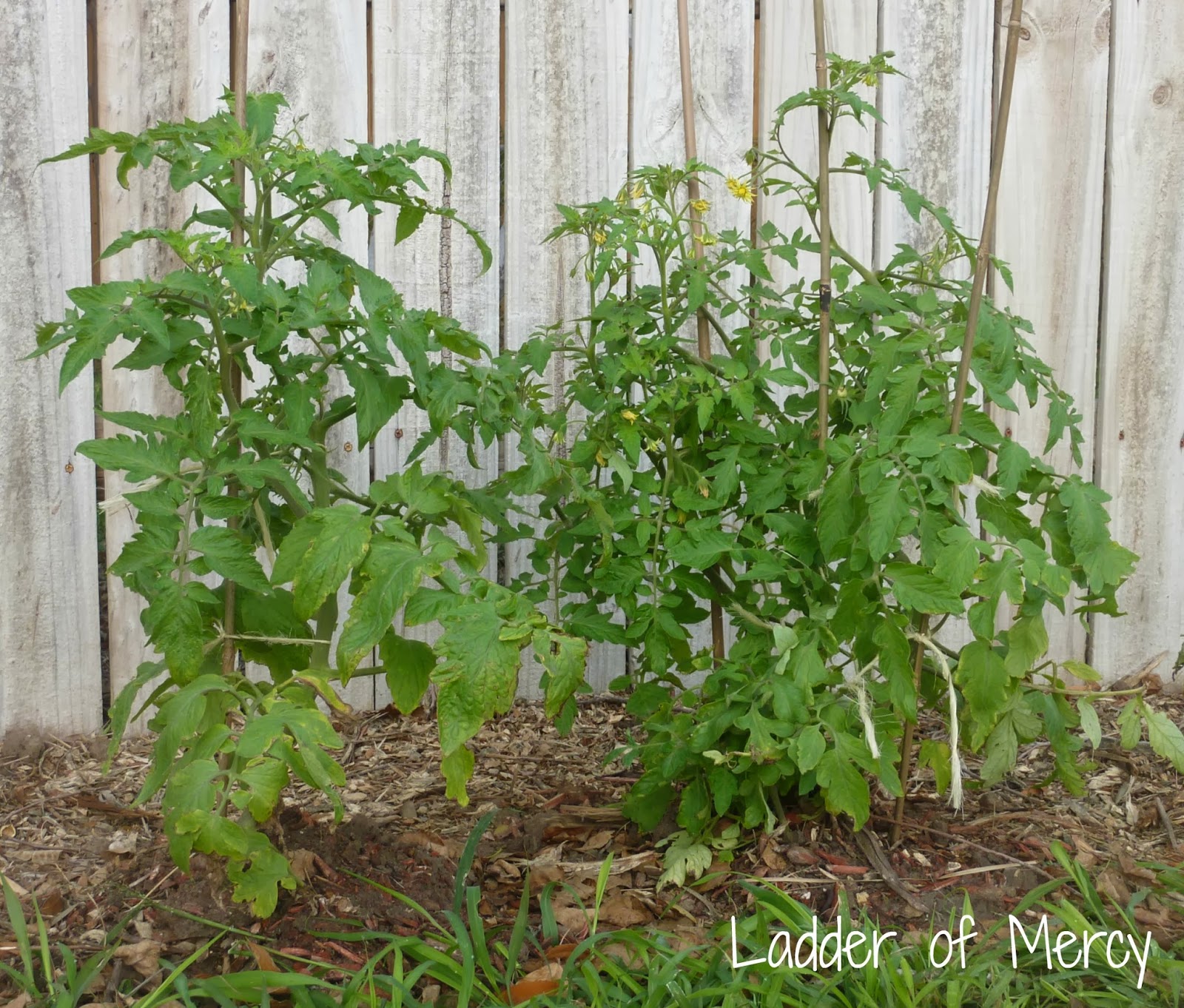 Ladder of Mercy Garden Frost Protection