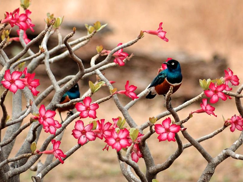 flowers for flower lovers flowers desktop wallpapers with small birds