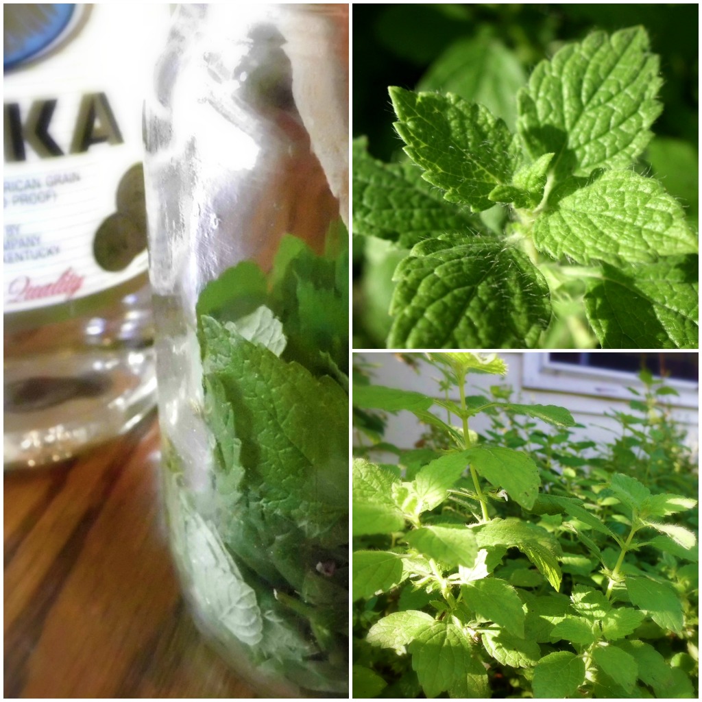 Livin' In The Green Making a Double Lemon Balm Tincture