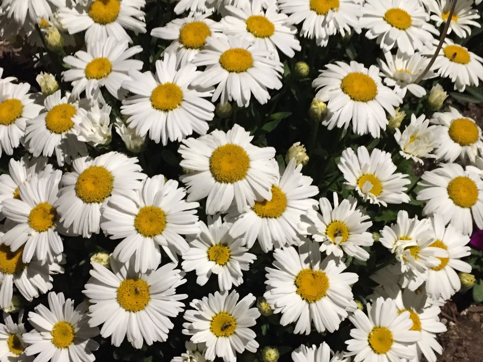 Oxeye Daisy