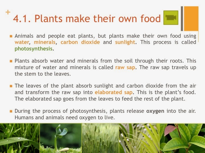 Tic Tac Science Year 4. Unit 4. Plants and animals Plants make their