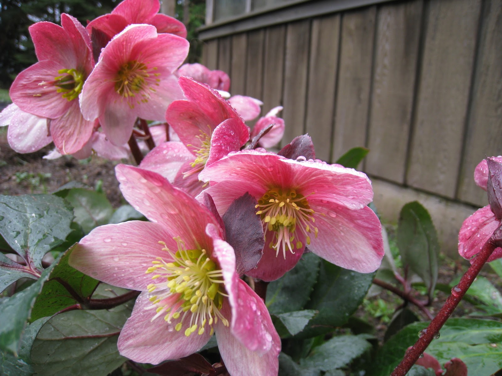 Christina's Garden hellebores are beautiful