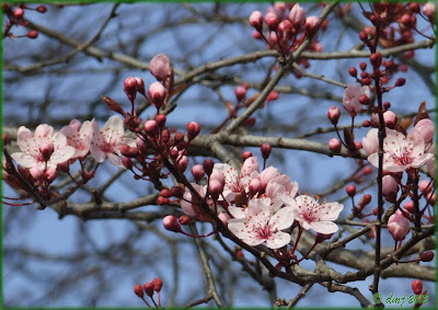 Prunus fiorito