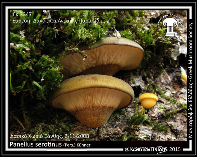 Panellus serotinus (Pers.) Kühner