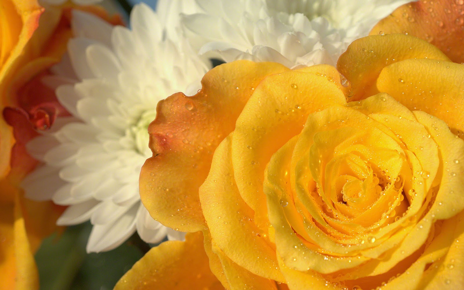 http://2.bp.blogspot.com/-9JbgH2IZbSU/TsvMraCPjLI/AAAAAAAAAeU/hjouqdkCGVc/s1600/yellow-rose-wallpaper-dsc06871.jpg