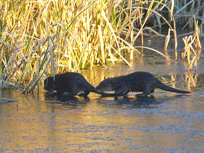ice otters tophill low