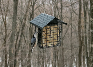 White-breasted Nuthatch, Friday, January 09, 2015, 11:54:19 AM