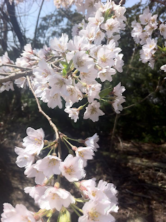 Apple blossoms at Stein Your Florist Co.