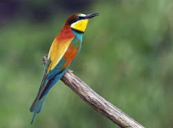 Abelharuco (Merops apiaster) - Douro Superior