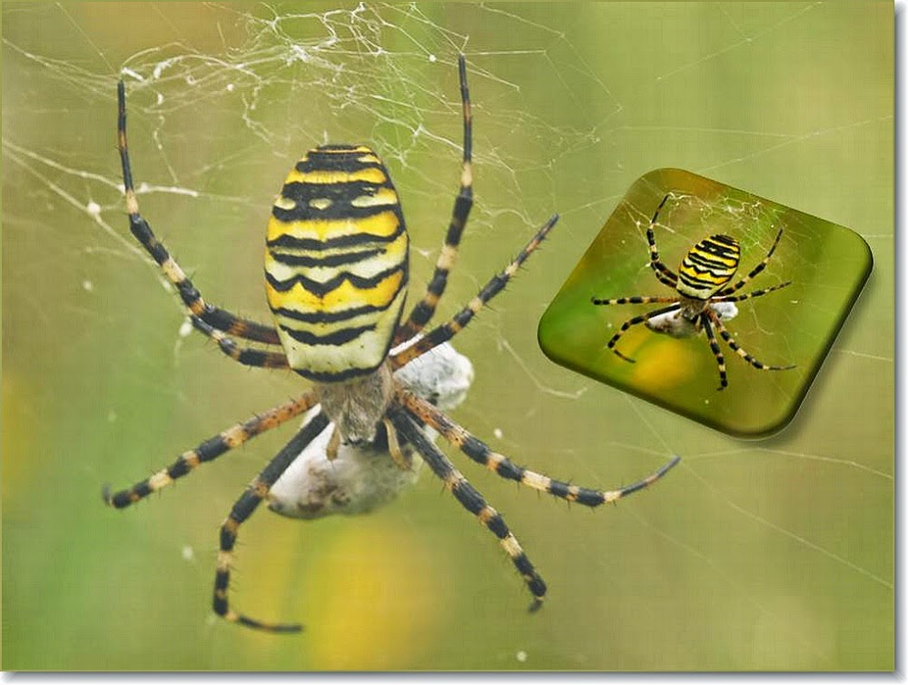 NATUUR mijn PASSIE - NATURE and POETRY: Hoe lang leeft een spin?