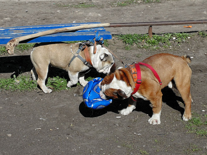 Бульдог и футбольный мяч