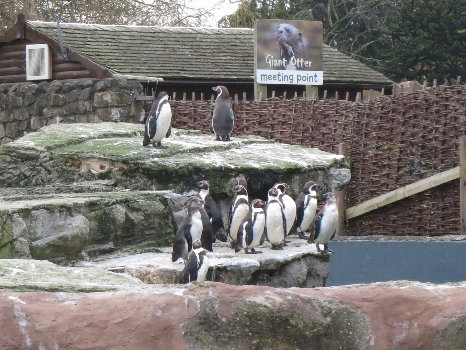 Shooting Live Penguin breakfast at Chester Zoo