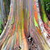 Most Colorful Tree On Earth - Rainbow Eucalyptus