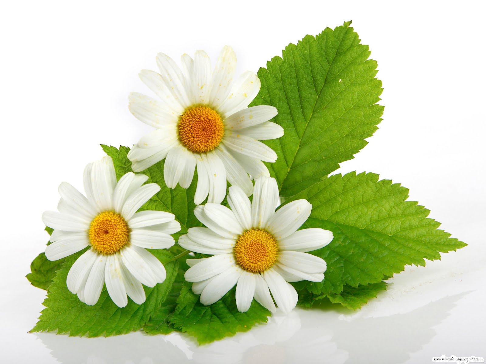 Fotos De Margaritas Flores