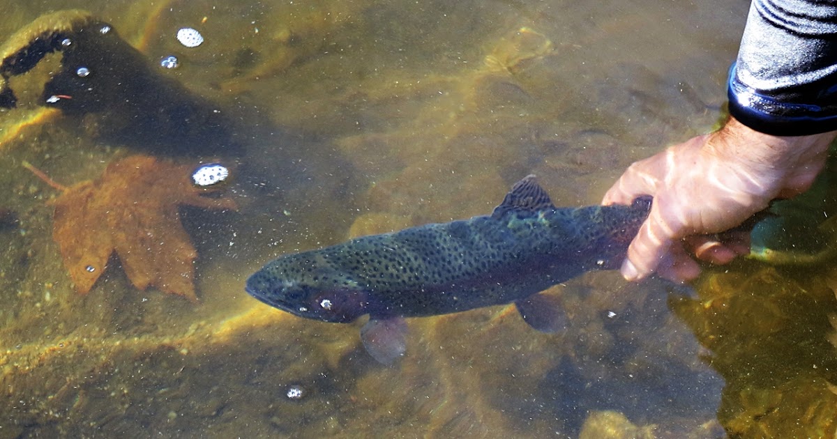 MAN POWERED FISHING My Top 5 Favorite Trout Lures