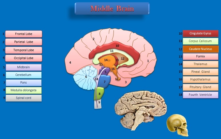 Educative diagrams: The middle of the Brain