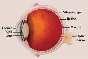 Treating Dry Eye In Dogs Naturally Treating Dry Eye In Dogs Naturally