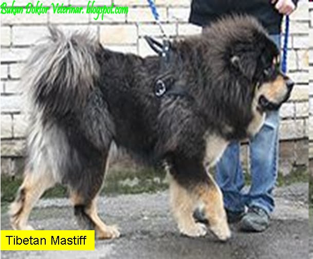 Bukan Doktor Veterinar Baka Anjing Terlarang Banned Dogs