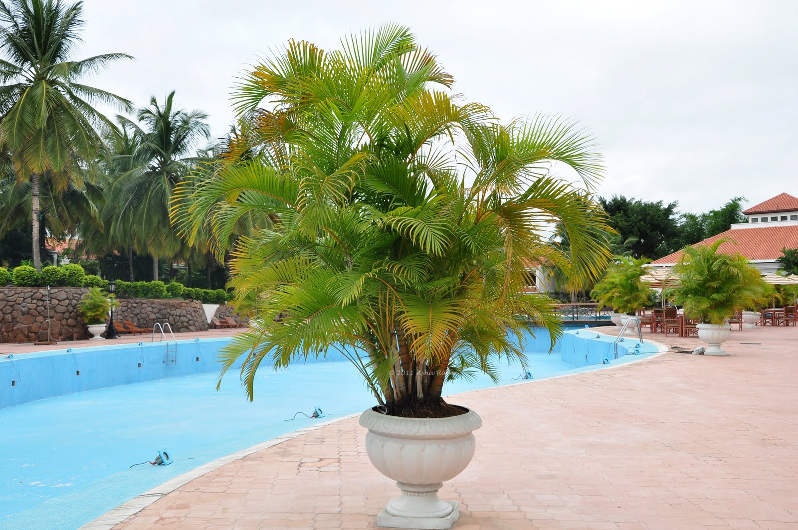 The Golden Palms Hotel Spa Colva Goa The Golden Palms Hotel Spa Colva Goa