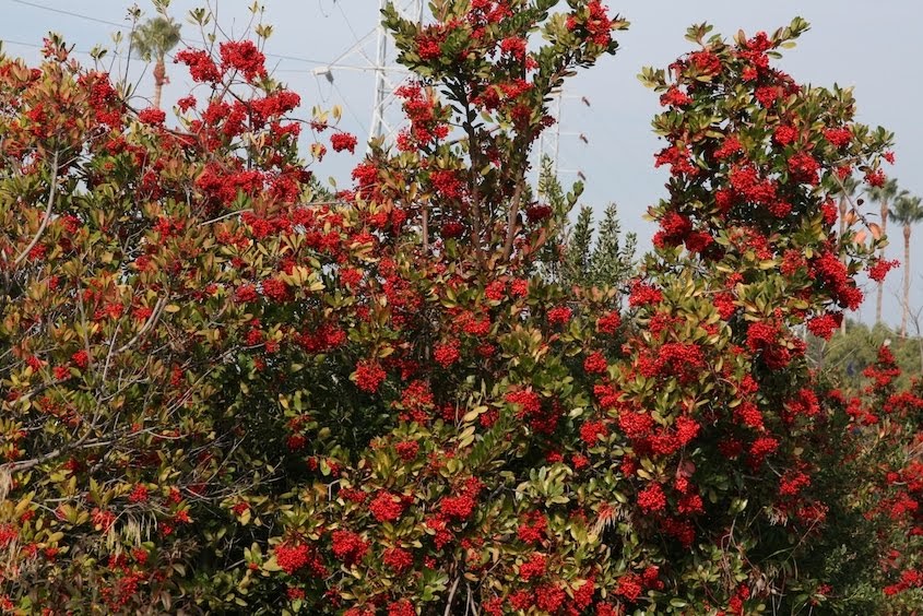 Native Plant of the Moment Toyon