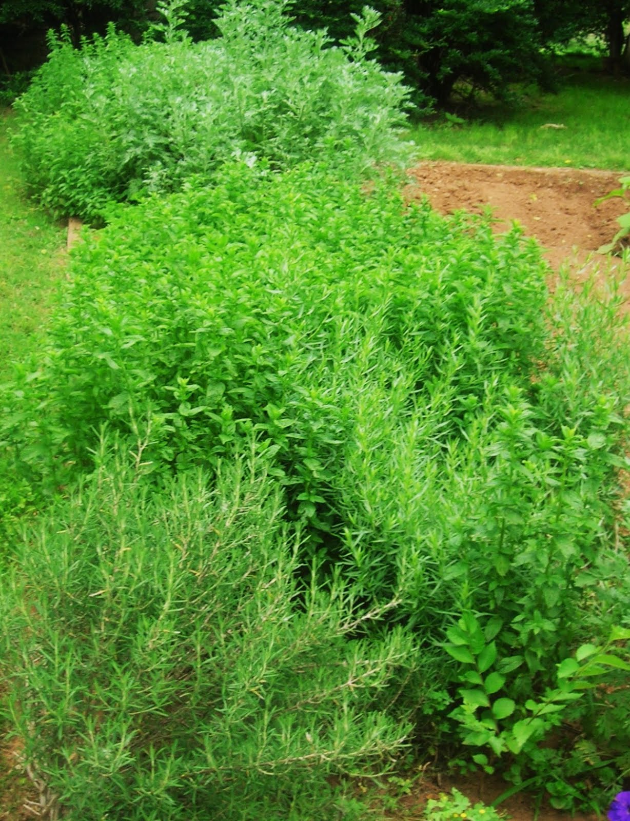 In the Garden and More North American Natural Antibiotics