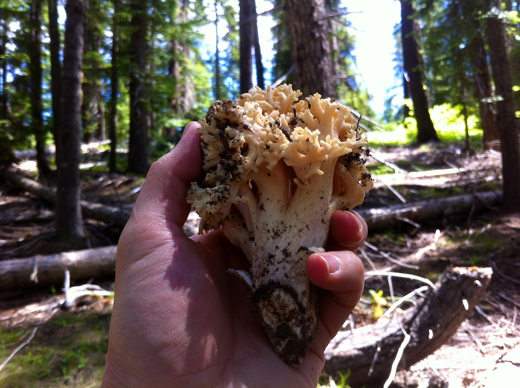Fat of the Land Coral Mushroom Tempura