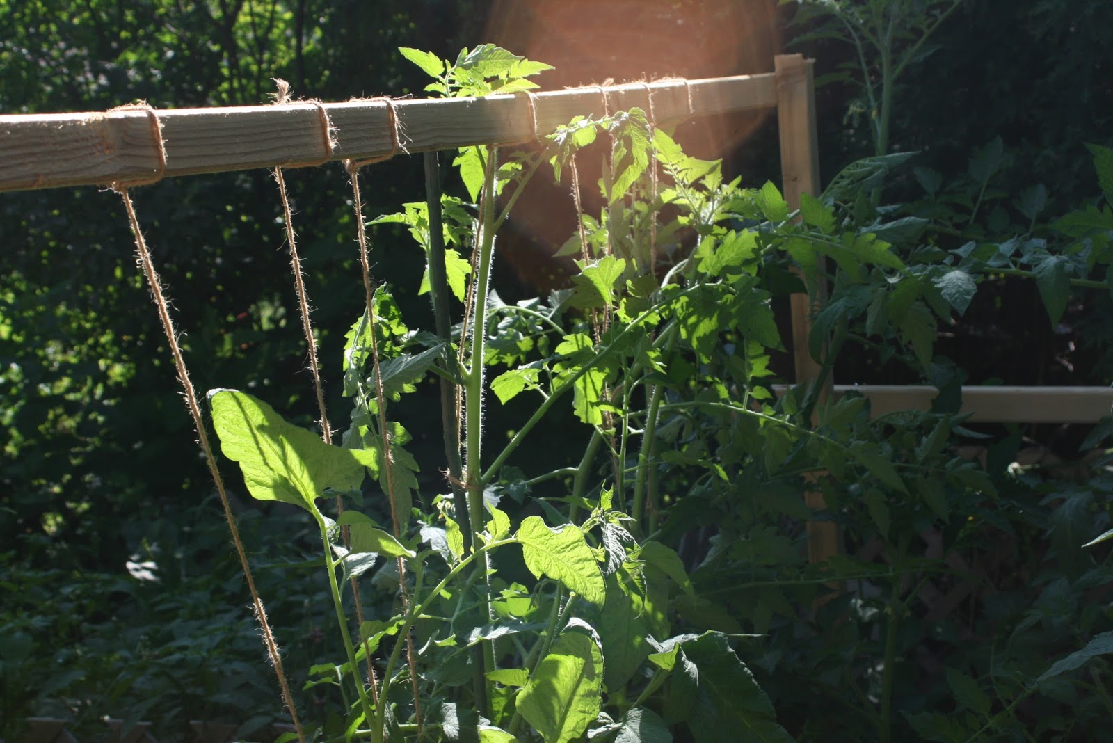 The Little Backyard Farm My way to stake up the tomatoes and why