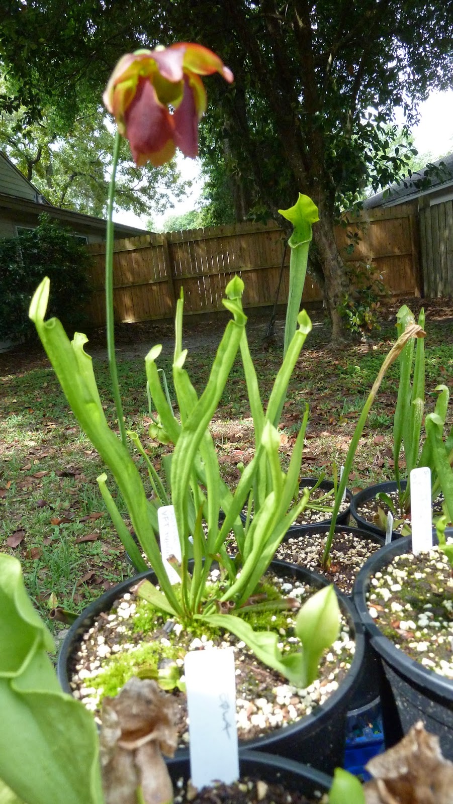 Hooray! Plants! Bug Biting Plants Terrarium Kit from Lowe's