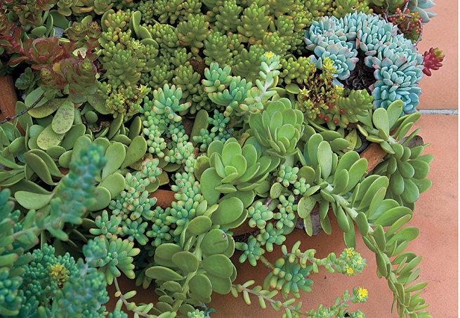 Cintia Araújo Paisagismo & Design Floral: Suculentas