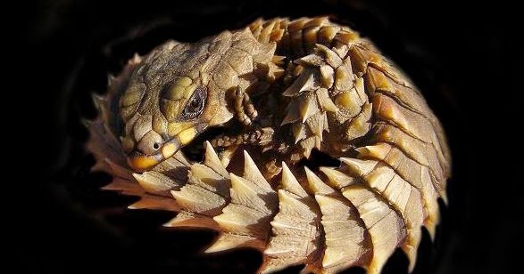 Armadillo Lizards look like Baby Dragons Animals Library