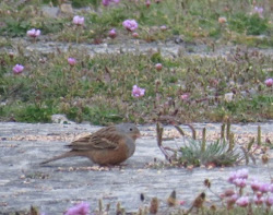 CRETZSCHMAR'S BUNTING-BARDSEY ISLAND-GWYNEDD-16TH JUNE 2015