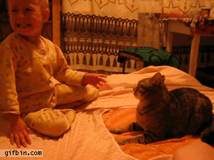 Animals vs kids (40 gifs), animals being jerks gif, baby starts a fight with cat