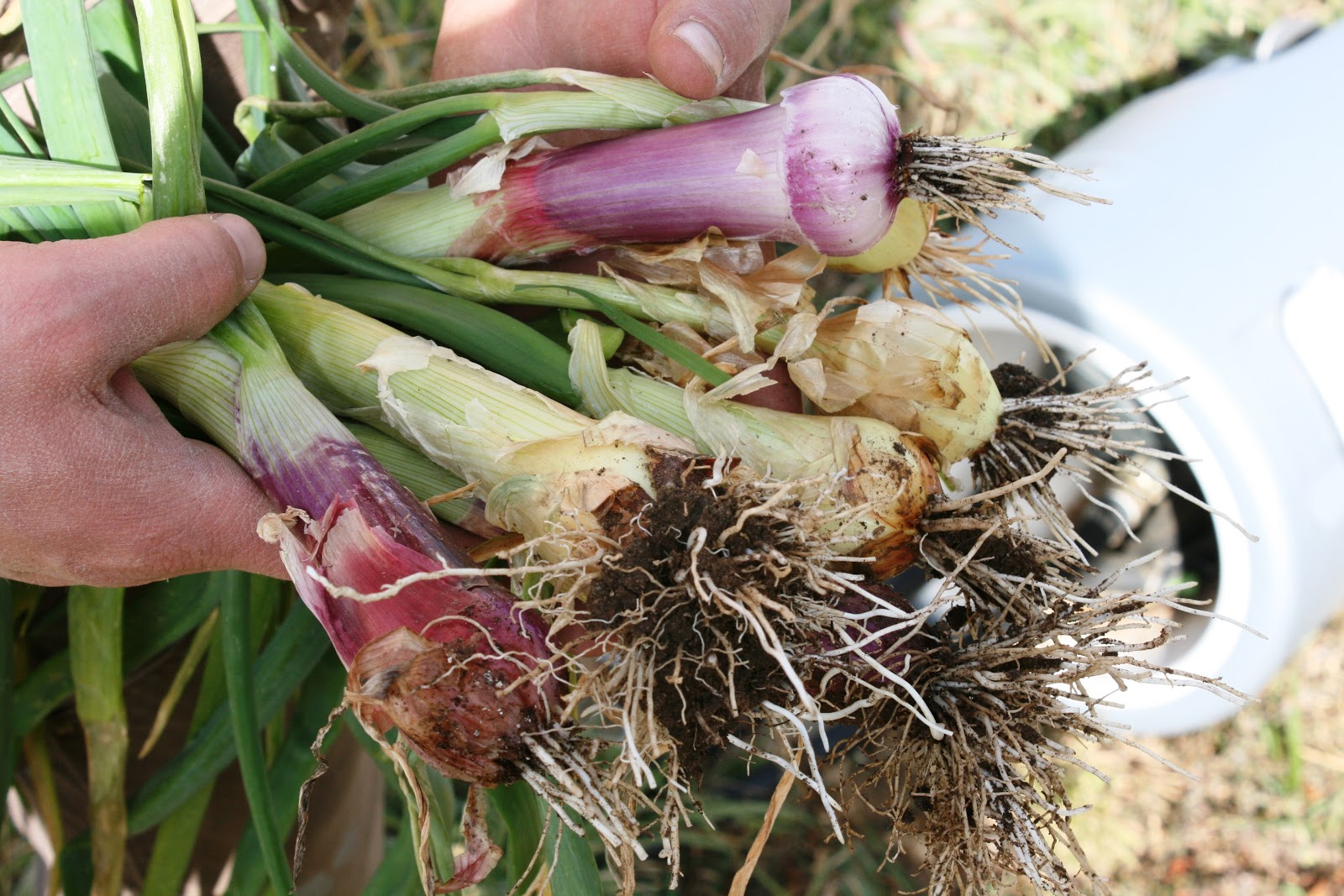 The Denver Dish A Denver Restaurant and Food Blog Fruition Farms