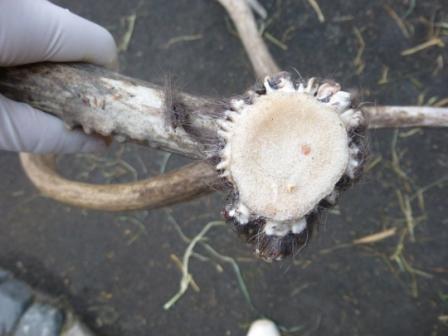 はむらzoo小噺 トナカイの角が落ちました