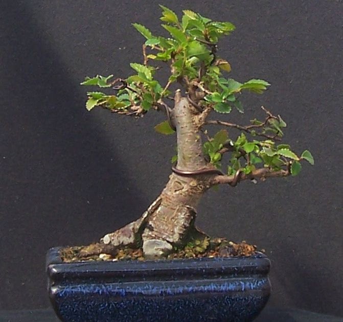 MiKo Bonsai Chinese Elm Mame Progression